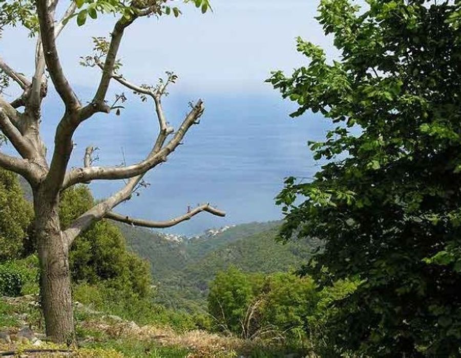 Property for sale on the Cap Corse 6