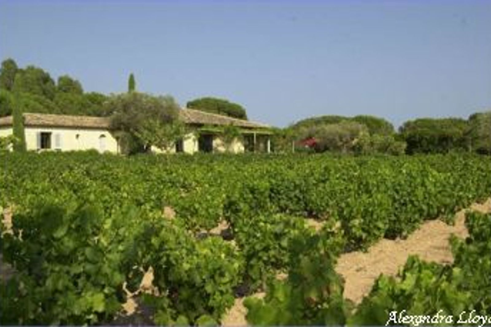 Typical Provencal villa in La Moutte, Saint Tropez