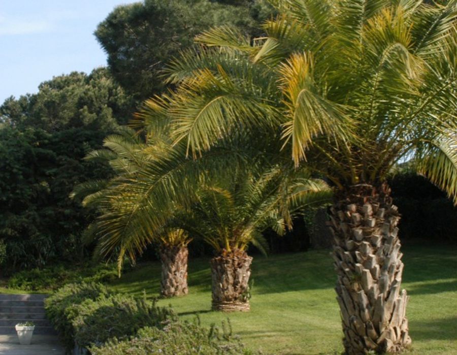 Kaniko - contemporary villa in Saint Tropez 4