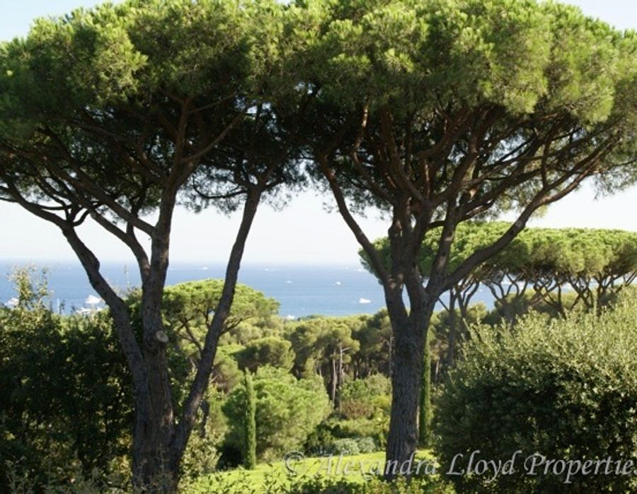 Provencal villa for sale in Saint Tropez 3