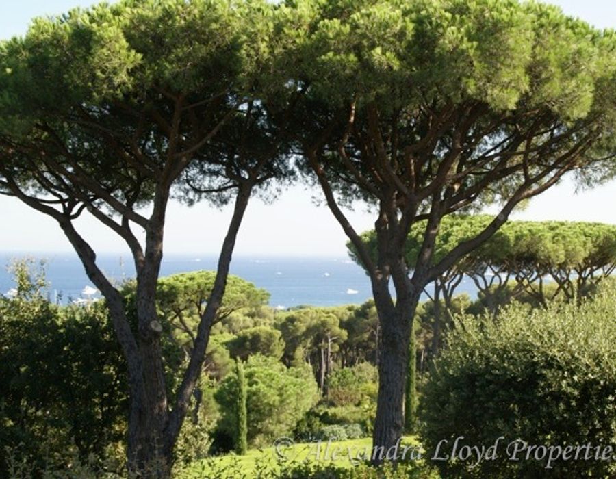 Provencal villa for sale in Saint Tropez 3