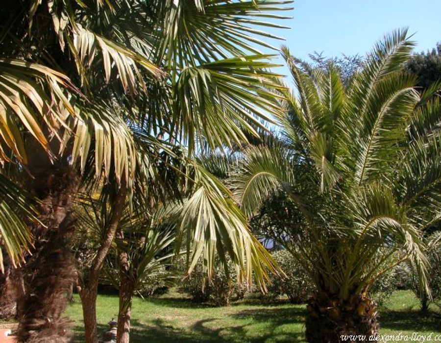 Provencal style villa in Saint Tropez 3