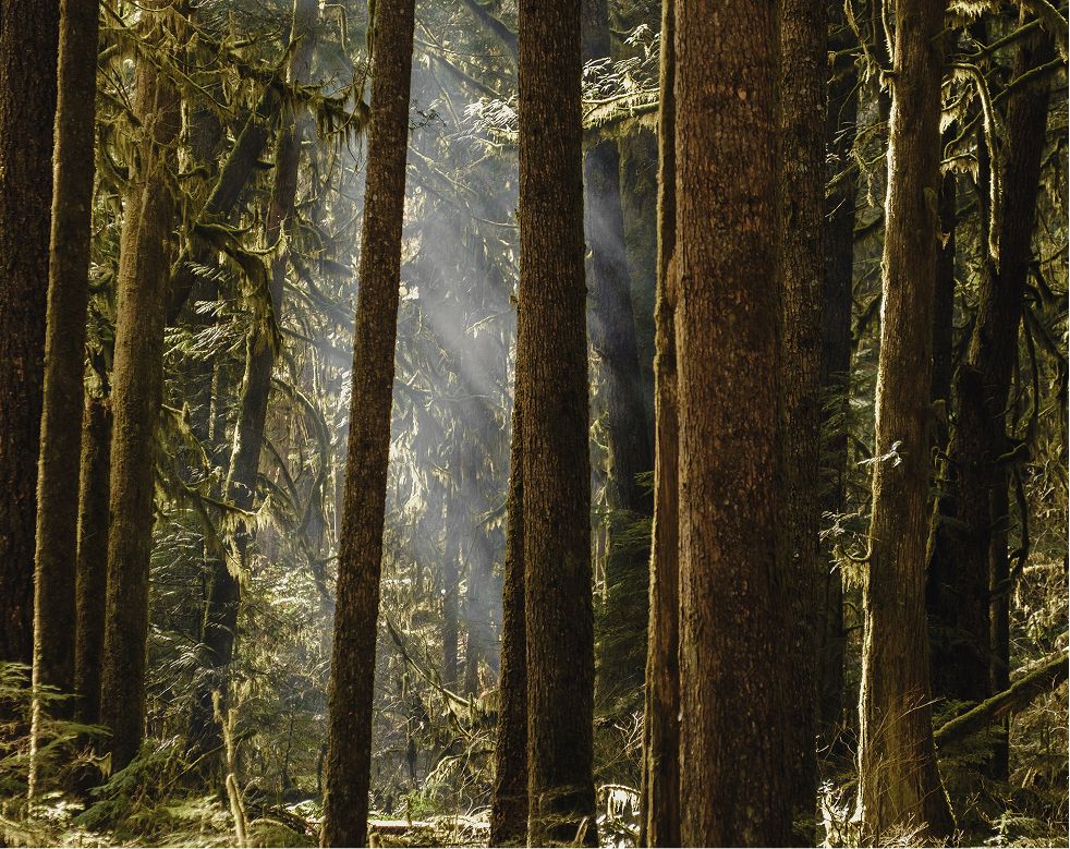 Sunlight through tall trees in the rainforest