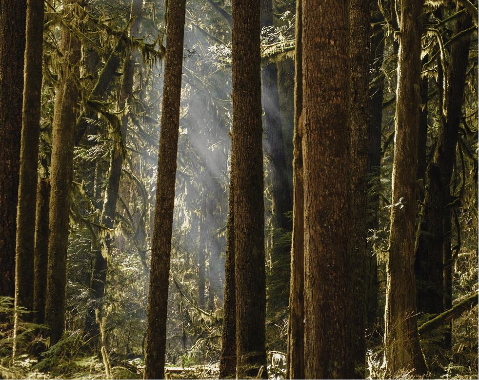 Sunlight through tall trees in the rainforest