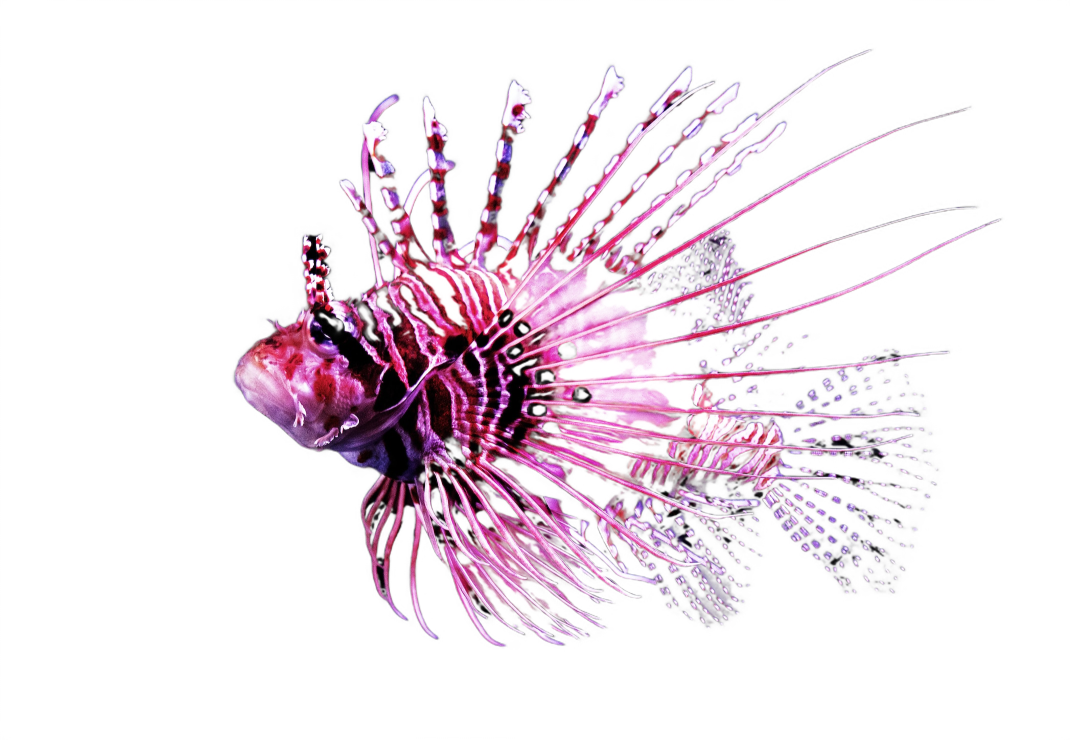 A lionfish, one of the Vantix brand’s cut-out images