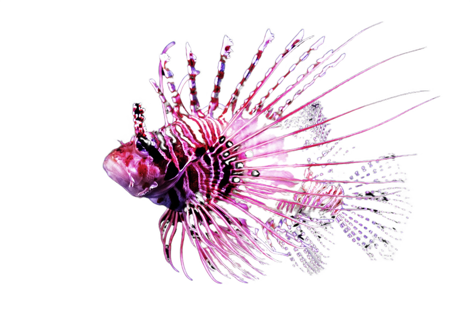 A lionfish, one of the Vantix brand’s cut-out images