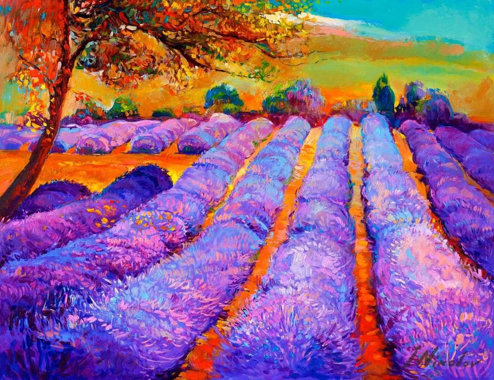 Lavender Rows