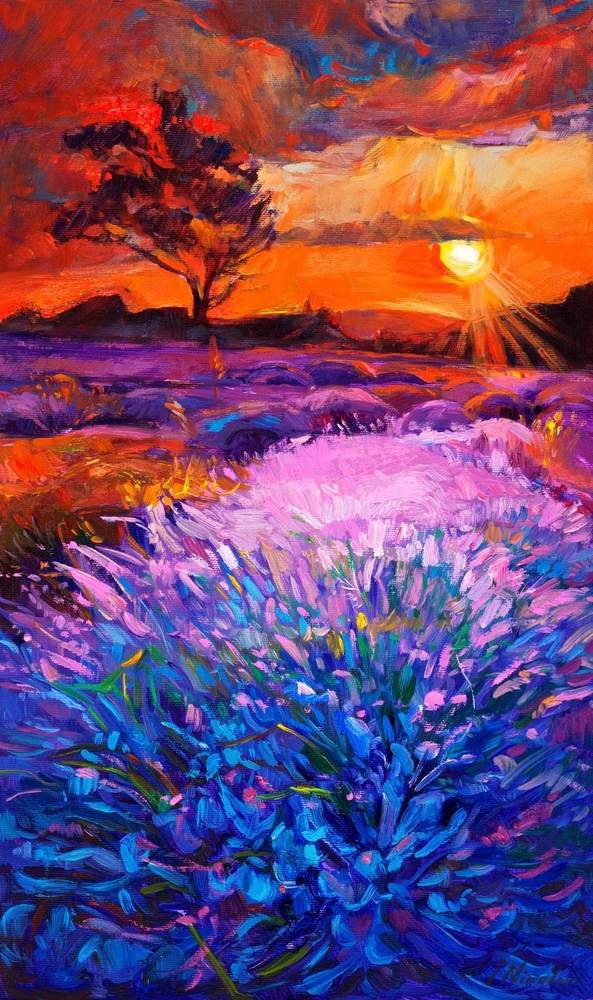 Blooming Lavender at Sunset