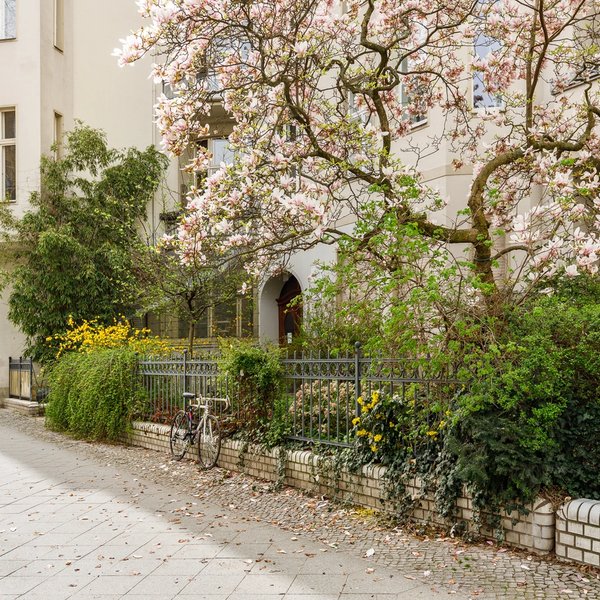 Straßenansicht Magnolienbaum Altbau Balkonfassade