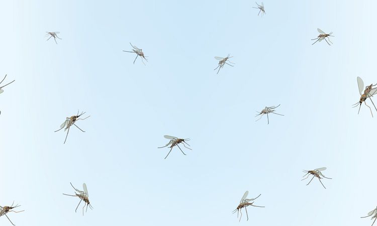 Dengue: la otra epidemia que crece día a día