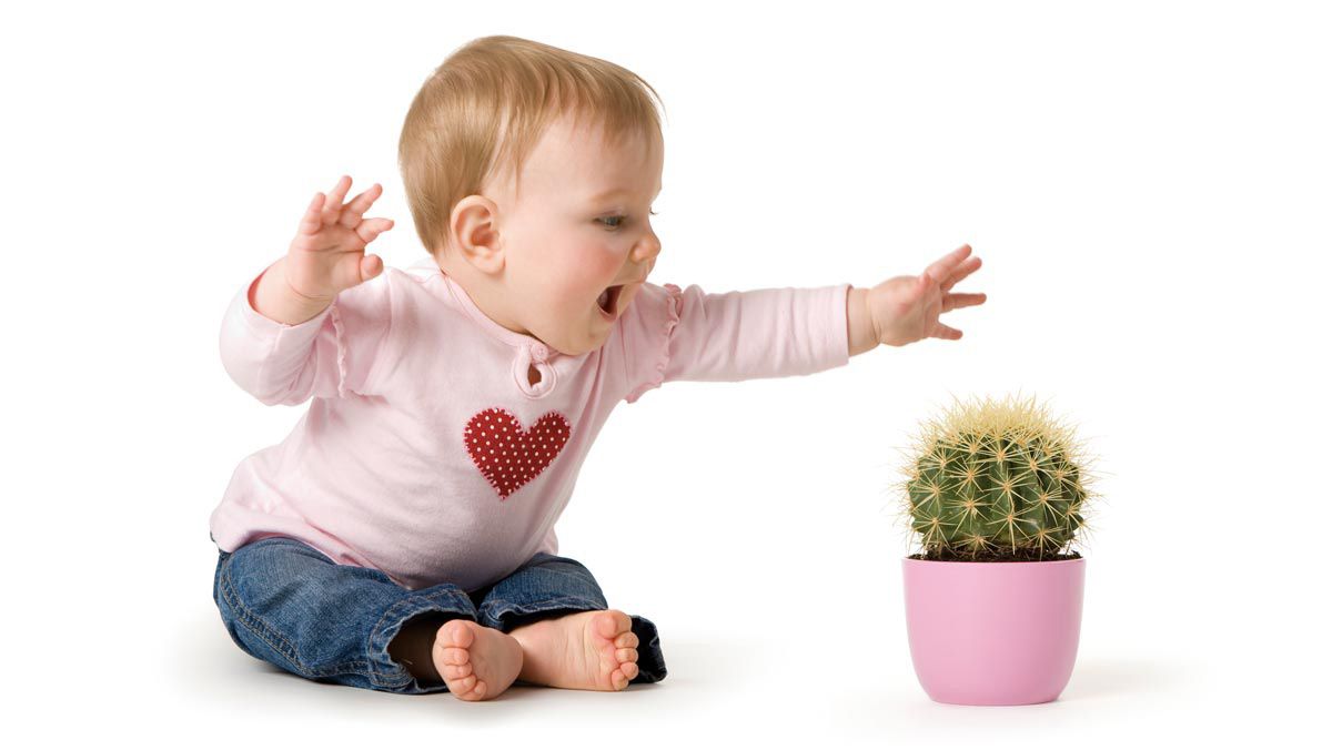 10 plantas tóxicas y peligrosas para tu familia