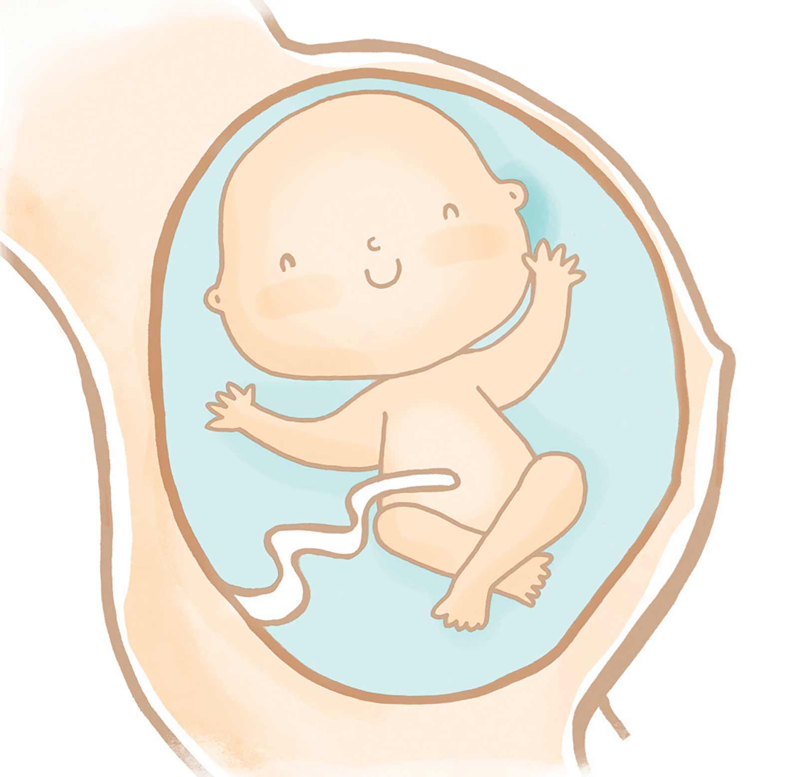 ¿Qué hace el bebé dentro de la panza?