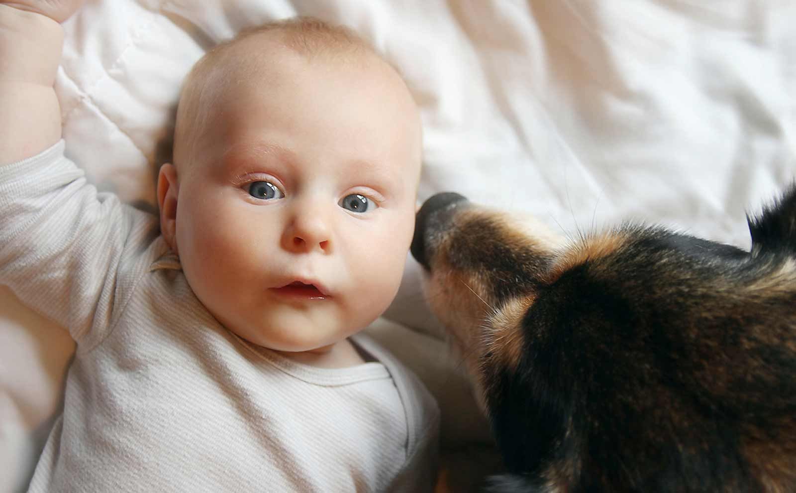 Cómo elegir una mascota
