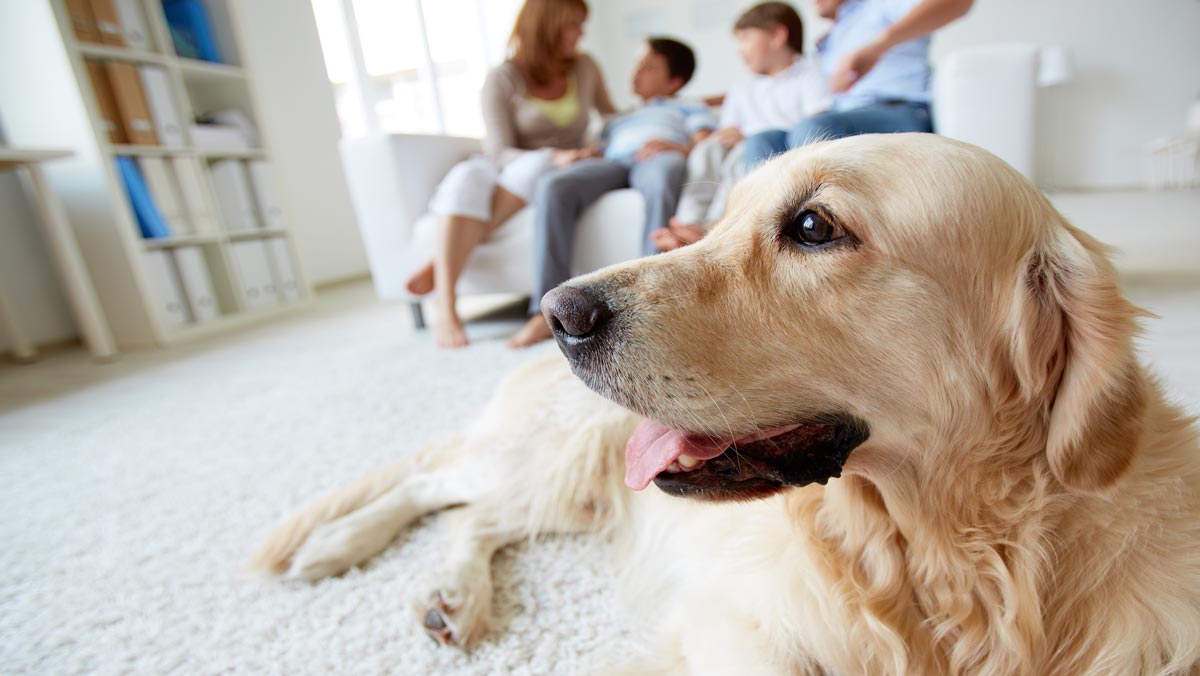 ¿Pueden infectarse perros y gatos de COVID-19?