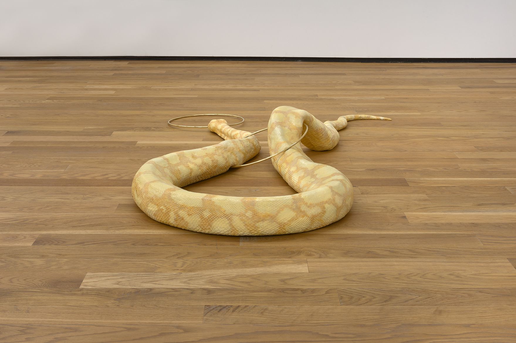 Stephen Lichty, Snake, 2016, taxidermy snake and bronze, 36 x 58 x 7 1/2 in. (91.44 x 147.32 x 19.05 cm)