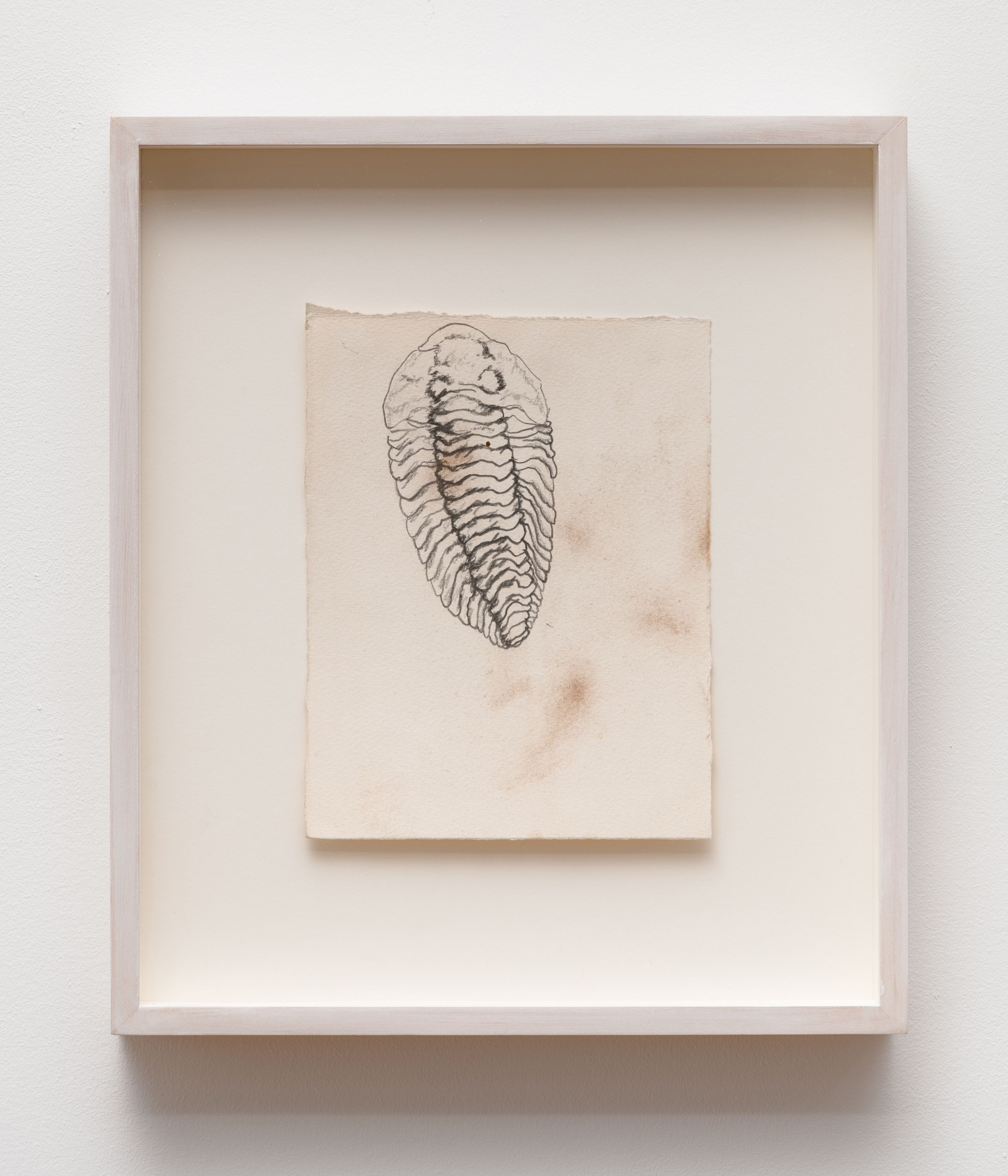 Bogosi Sekhukhuni, Trilobyte 1, 2018, pencil and earth on paper, 8 5/8 x 6 3/4 in. (22 x 17.1 cm) (paper size)