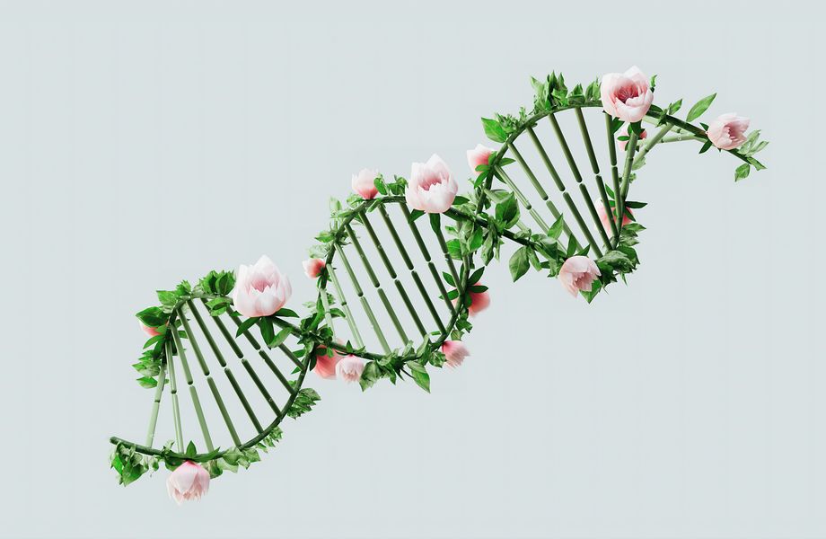 Genetikas