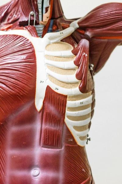 Raumenų Ir Skeleto Sistemos Ligos