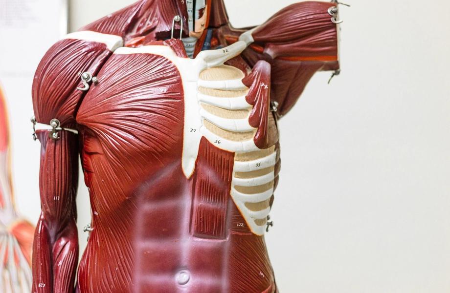 Raumenų ir skeleto sistemos ligos