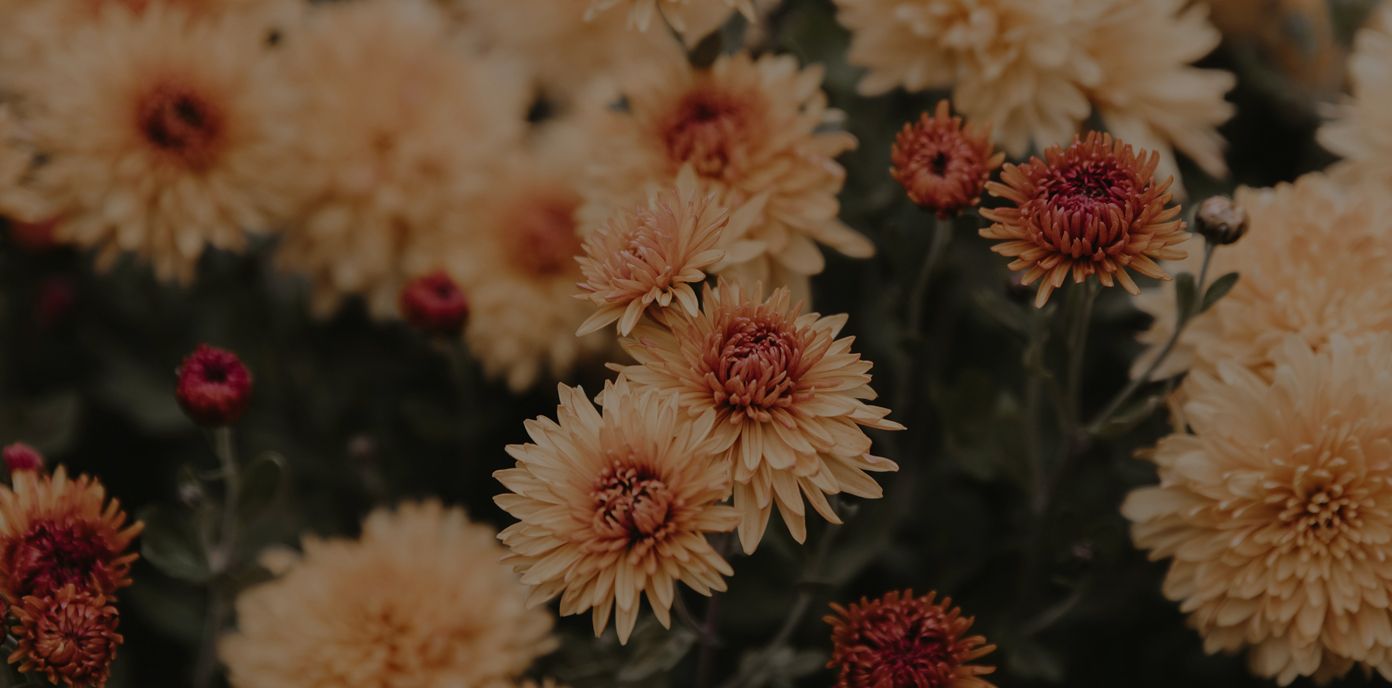 backgroundImage