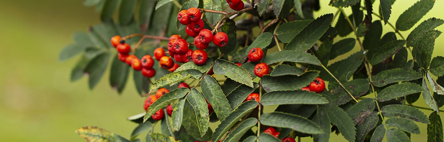 Guarana: benefits and contraindications