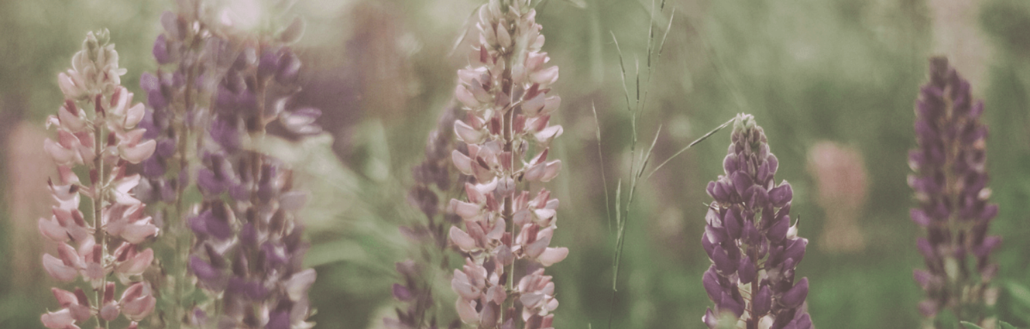Hydrolats: What They Are, Their Benefits and Where to Find Them