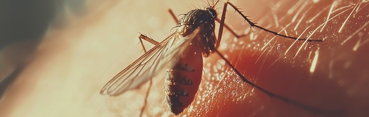 Zoonosis: what are the zoonotic diseases of dogs and cats?