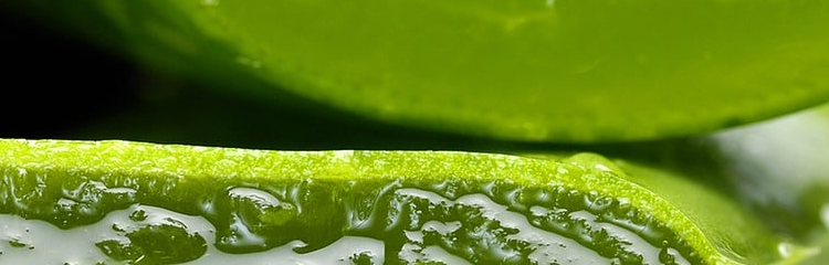 Benefits of aloe vera