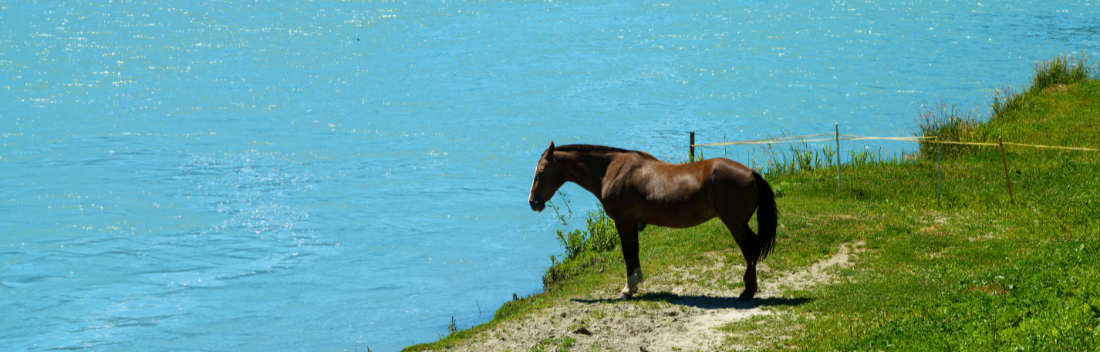 Zoonosis: what is it and what are the symptoms?