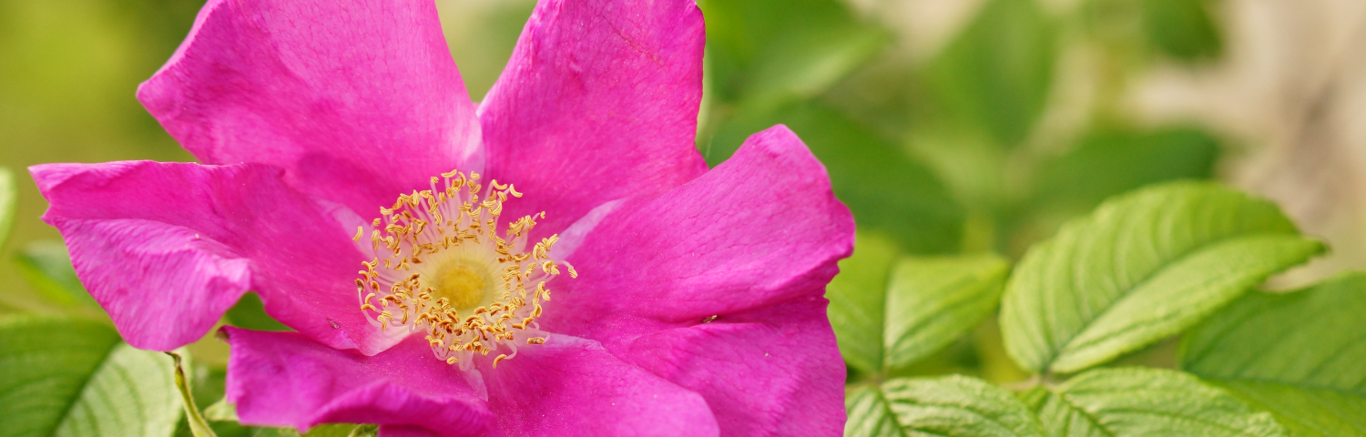 Rosehip: properties and benefits for the skin