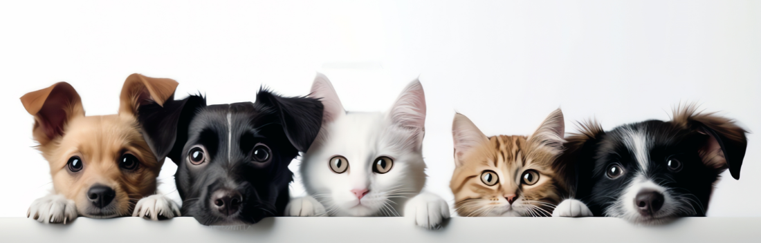 Sure Petcare smart products that improve the wellbeing of dogs and cats
