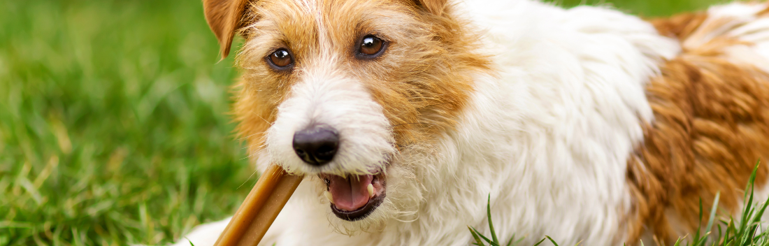 Dental snacks for dogs and their benefits for maintaining good oral health
