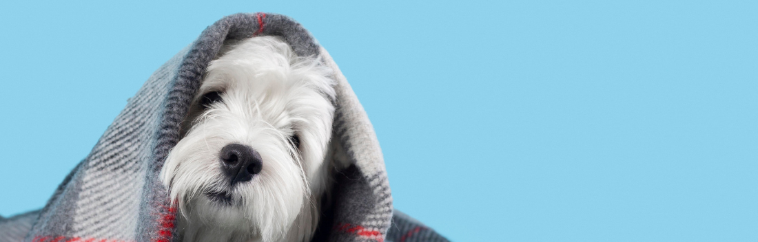 Tips to protect your pet from the cold