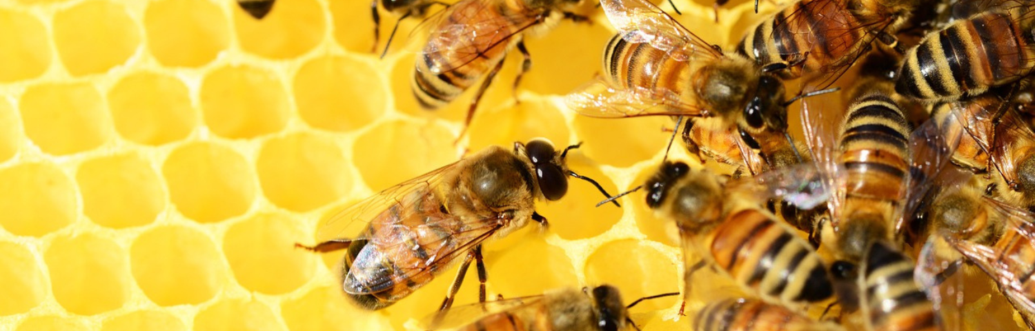 How Royal Jelly Helps Defences