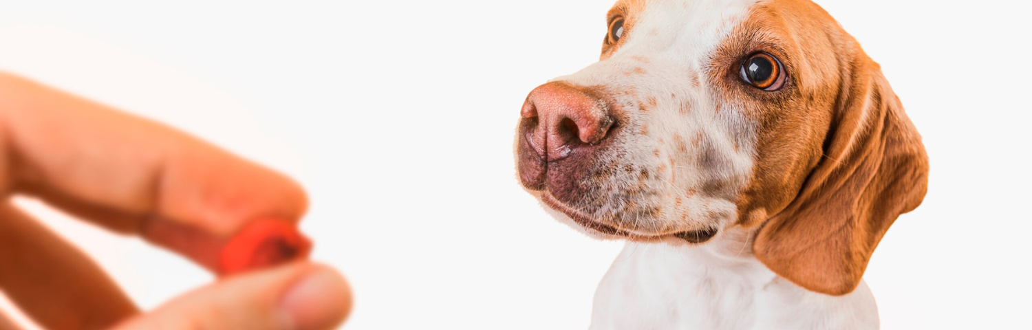 Vitamins to support the immune system in dogs and cats