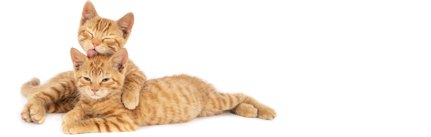 Benefits of omega 3 for cats and recommended uses