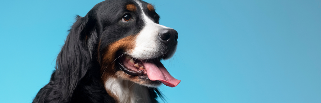 Heat stroke in dogs: main symptoms and treatment to act quickly