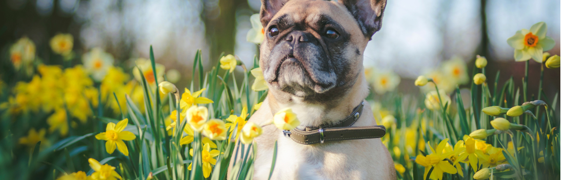 Spring allergy in dogs: main symptoms and treatment to relieve it