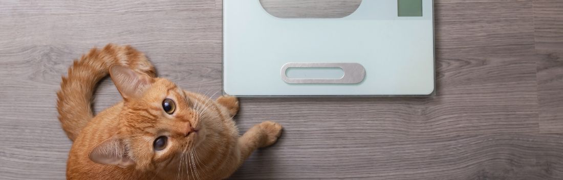 Obesity in cats, the danger of being overweight