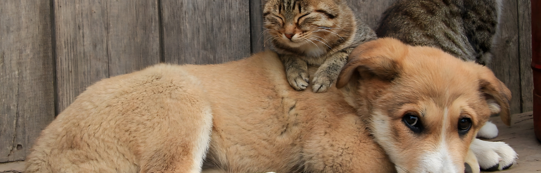 Overweight in dogs and cats, most common symptoms and how to prevent it