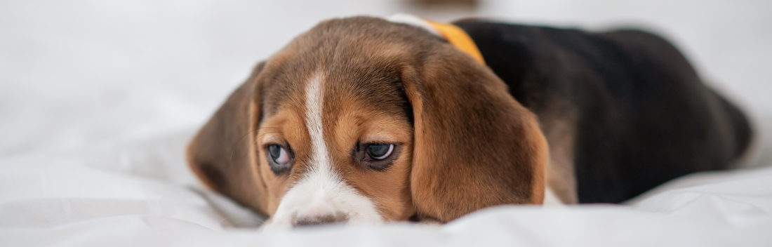 Separation anxiety in dogs: treatments to help them