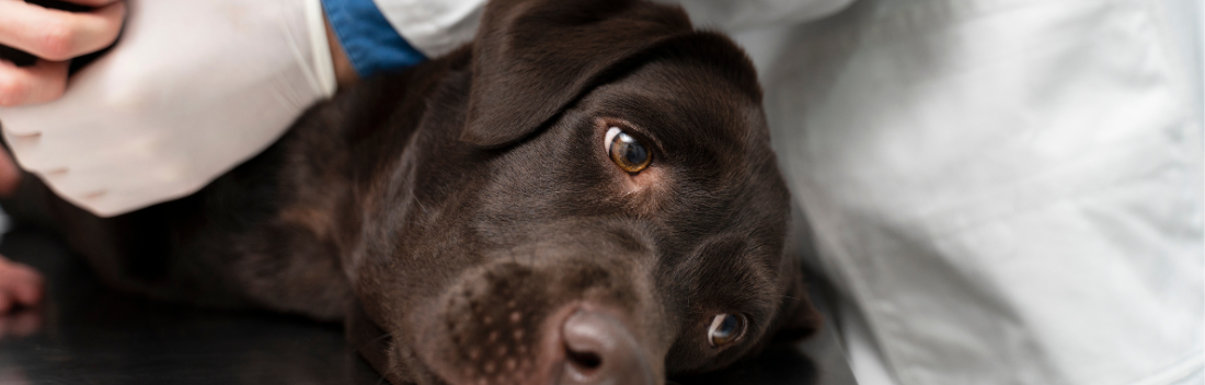 Lymphoma in dogs: key symptoms and treatments to detect and address it in time