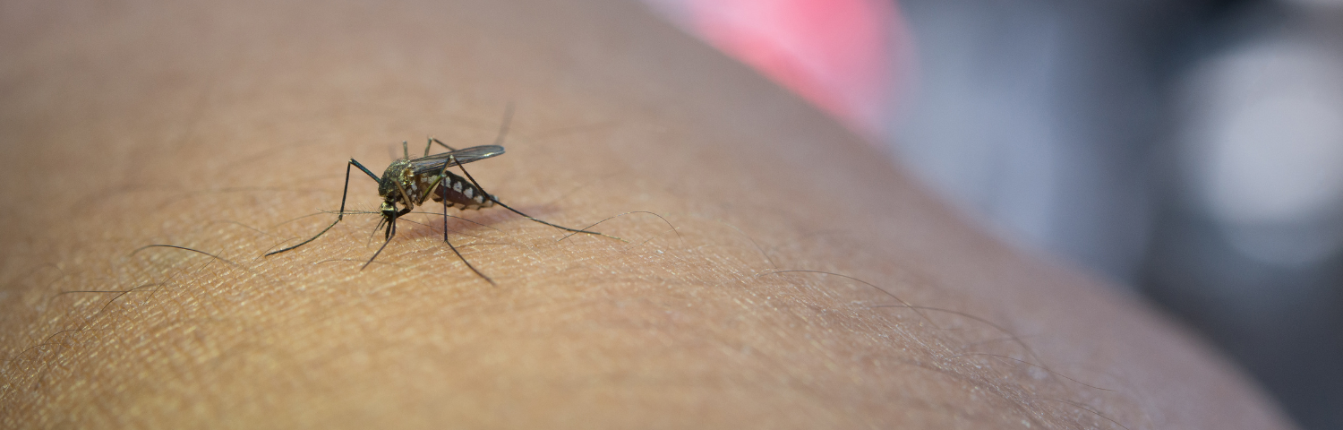 West Nile Encephalitis: Everything You Need to Know