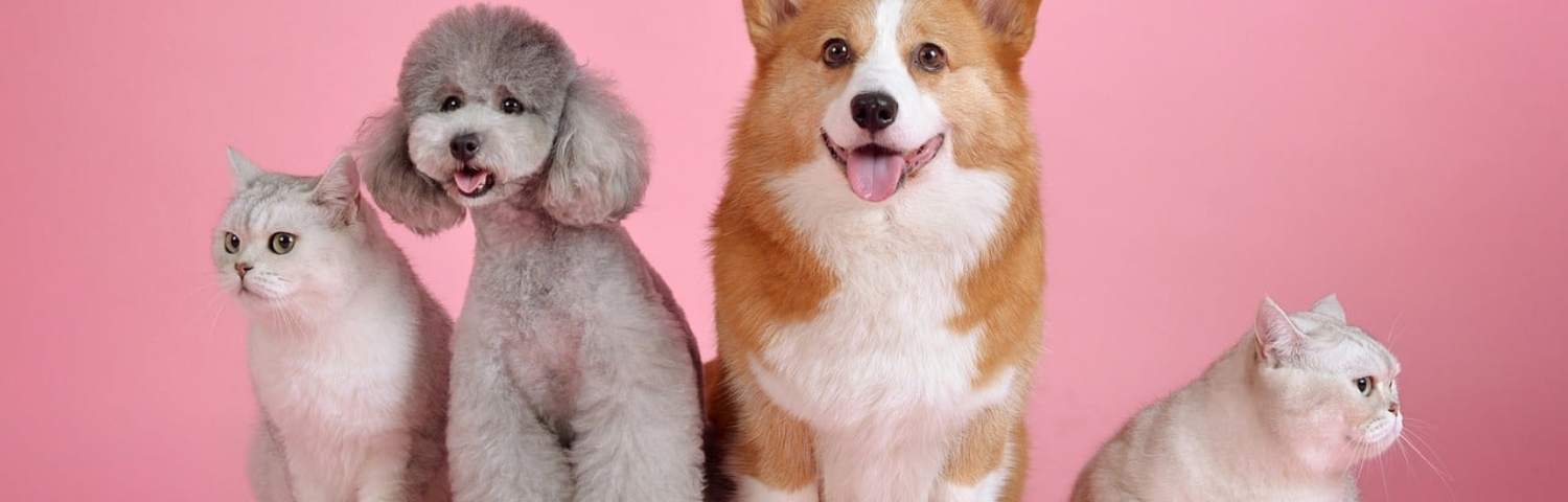 5 tips for caring for dogs' and cats' skin and coat
