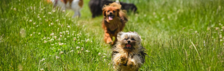Discover the benefits of fortifiers for pets