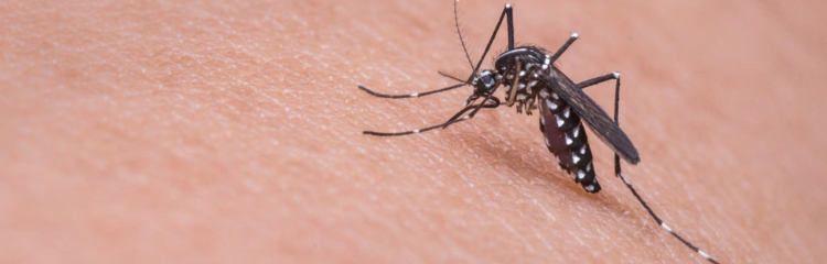 Citronella mosquito repellent guide