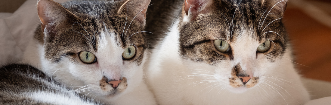 Why my cat scratches the furniture and what solutions to apply to avoid it