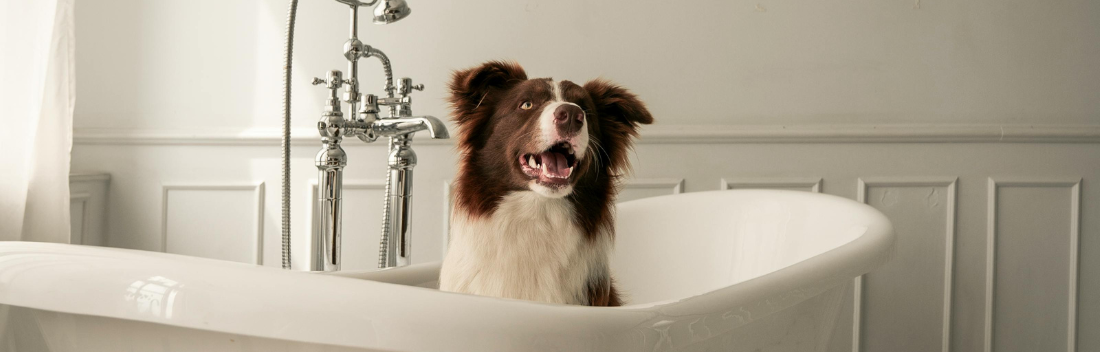 How to Choose the Best Shampoo for Your Pet?