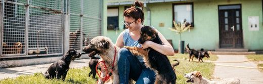 Kennel cough: symptoms and treatment