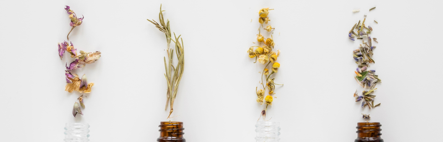 Phytotherapy and the immune system: plants that support defences